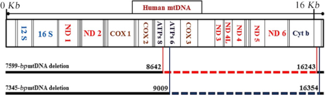 Figure 3. Locations and deleted genes within 7599 and 7345 bp mtDNA deletions. The sites of both deletions and the lost mtDNA genes appear; 7599 bp mtDNA deletion is between the two red lines, whereas 7345 bp mtDNA deletion is indicated within the bl