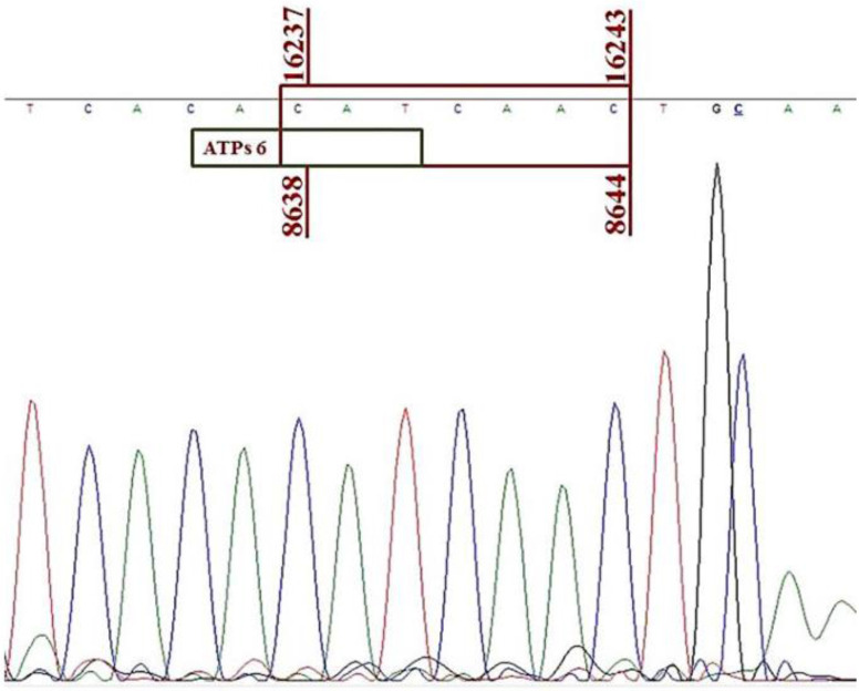 Figure 5. Sequencing result for sperm mtDNA PCR product for 7599 bp mtDNA deletion. The nucleotide sequence inside the red box indicated the seven nucleotide direct repeat at both sides of the deletion as indicated by the numbers above and below the 