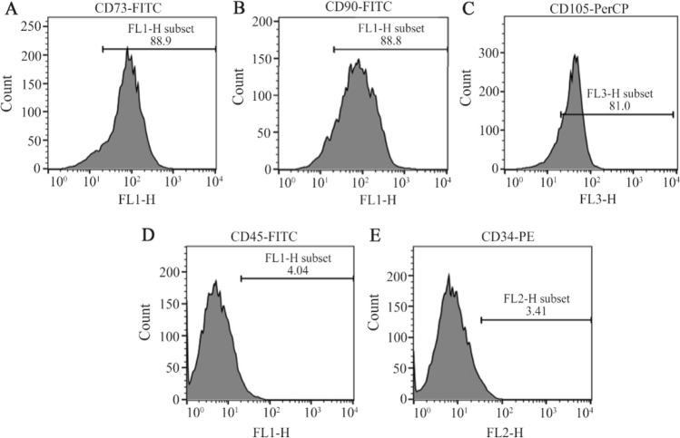 Figure 2. The isolated mesenchymal stem cells from ovarian tissue with fibroblast like morphology expressed mesenchymal lineage specific markers including CD73, CD90, and CD105 (88.9%, 88.8%, and 81.0%, respectively) and did not express CD34 and CD45