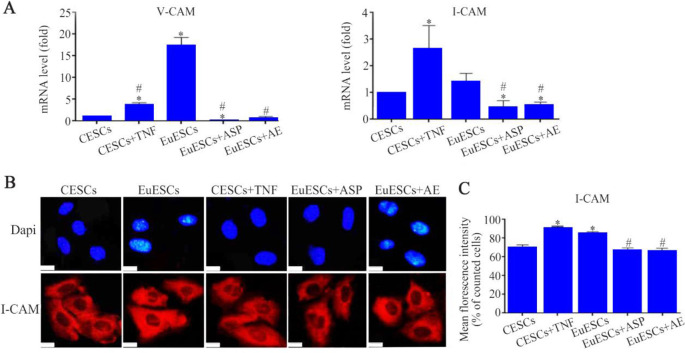 Figure 6. Adhesion analysis of CESCs and EuESCs before and after treatment with Asp or AE at gene, A) and protein, B) expression levels, C) the chart for I-CAM protein expression revealed the overexpression and adhesion capacity of EuESCs and CESCs t