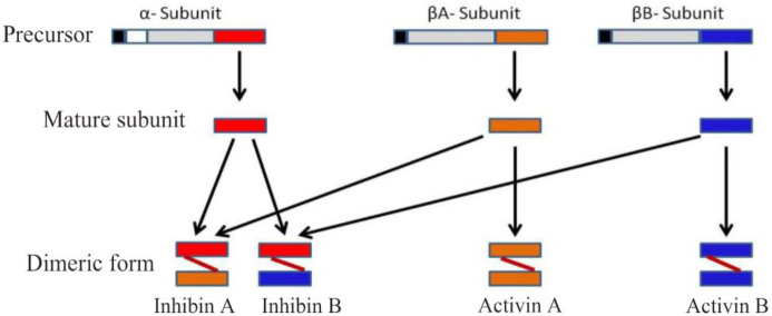 Figure 1. INHA, INHBA, and INHBB produce precursor form of proteins containing N-terminal signal peptide (Black), a propeptide (Gray), and a subunit chain (Red, orange, and blue). These subunits dimerize by disulfide bond to form functional protein
