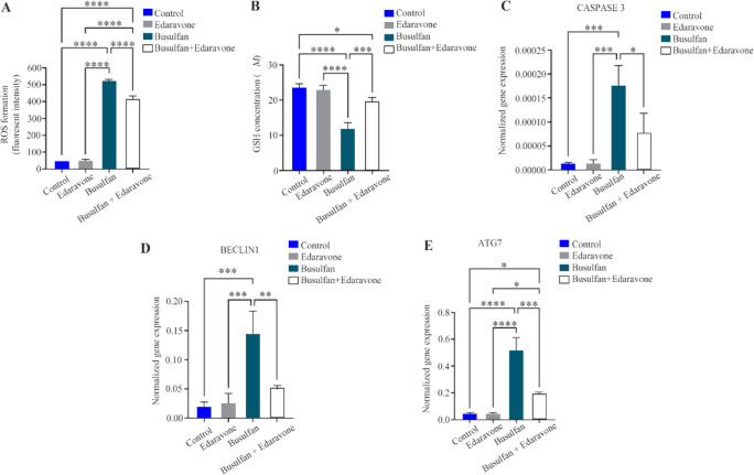 Figure 7. The effect of edaravone on reactive oxygen species (ROS) production, glutathione (GSH) levels, and mRNA expression levels of caspase-3, Beclin-1, and ATG-7 in testis of busulfan-induced mice. Mean±SD of the ROS production, GPX activity, and