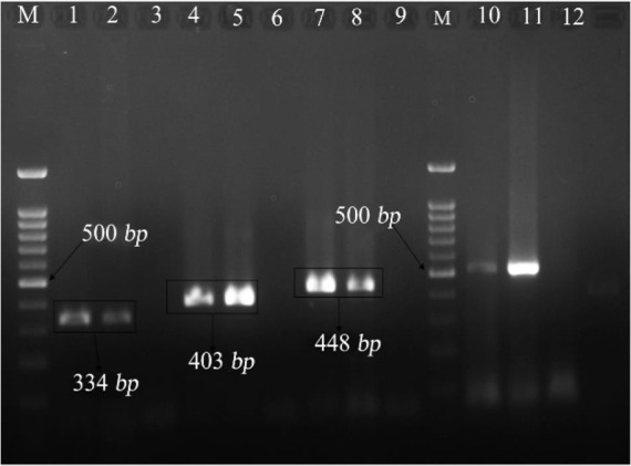 Figure 1. PCR products, electrophoresis gel of vaginal Mycoplasma (M= Marker, 100 bp, lines: 1,2 samples containing Mycoplasma hominis, lines 3, 6, 9, 12: negative control of sterilized distilled water, lines 4, 5: samples containing Ureaplasmaparvum
