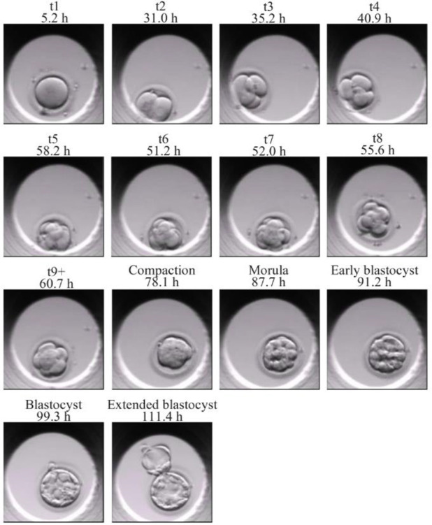 Figure 2. Embryonic development events