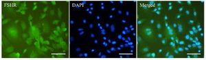 Figure 3. Immunostaining of isolated granulosa cells with FSHR antibody that represented FSHR (green) expression in these cells. Nuclei (blue) were counterstained using DAPI. Scale bar: 100 &micro;m