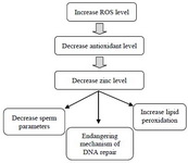 Figure 1. Effects of increasing ROS level in seminal plasma