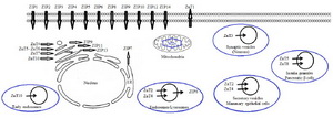 Figure&nbsp; 2. Scheme for zinc dissemination in cells: This scheme is a mixed one obtained from previous studies (21, 67, 74)