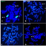 Figure 2. FISH on lymphocyte metaphase spreads of the patient. A: FISH with WCP 11 showing green signals on normal 11, derivative 11 and derivative 13 chromosomes. B: FISH with RP11-16M20 clone showing signals on normal chromosome 11 and derivative 11.C: FISH with RP11-158I9 clone showing signals on normal 11 and derivative 13.D: FISH with RP11-77P19 clone showing signals on normal chromosome 13 and derivative 13.