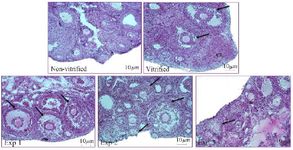 Figure 1. Cross sections of ovarian tissue in different groups (H&amp;E staining, magnification *100). P: intact primordial/ primary. S: intact secondary. CL: corpus luteum. The arrows represent the atretic follicle