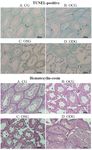 Figure 2. Representative testis sections stained in the TUNEL assay; arrows indicated TUNEL-positive cells.&nbsp; Re-presentative hematoxylin&ndash;eosin (H&amp;E)-stained&nbsp; testis sections quantitatively assessed through Johnson Score for sper-matogenesis and germ cell health