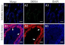 Figure 2. Immunohistochemical analysis of sterile and fertile mice. Non-detectable expression of DDX4 in busulfan-treated mice (Merge, A1). Expression of DDX4 in the germinal epithelium of fertile mice (Merge, A1)