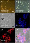 Figure 3. Bright field images of testicular cells in sterile and fertile mice and infertile human in vitro. Testicular cells from sterile mouse after expansion in culture (A). Infertile human testicular cell expansion in culture (B). Immunohistochemical analysis of fertile mouse testicular cells. Bright field of testicular cells of fertile mice (C1), testicular cells of fertile mice stained with blue DAPI (C2), testicular cells of fertile mice stained with DDX4 (C3), and merge of DAPI and DDX4 (C4)