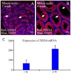 Figure 4. Immunohistochemical analysis and RT-PCR of DDX in 1 and 4 week old mice. Luminal expression of DDX4 in seminiferous tubules of 1 week old mouse (A). The expression pattern of DDX4 in a 4 week old mouse showed that the DDX4 positive cells were redistributed from the lumen to the basal compartment of seminiferous tubules (B). Significantly increased expression of DDX4 in 4 week old mouse testis in comparison to 1 week old mice by Fluidigm real-time PCR analysis (C)