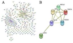 Figure 5. Breakpoint analysis through protein-protein interaction studies. A) STRING generated PPI networks between all the proteins present at the breakpoint location; B) PPI networks between the selected proteins involved in the breakpoint region, which has basic cellular functions