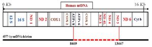Figure 2. The 4977 bp (Common deletion) within the whole mtDNA. Deleted genes are indicated between the vertical red lines