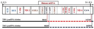 Figure 3. Locations and deleted genes within 7599 and 7345 bp mtDNA deletions. The sites of both deletions and the lost mtDNA genes appear; 7599 bp mtDNA deletion is between the two red lines, whereas 7345 bp mtDNA deletion is indicated within the blue lines