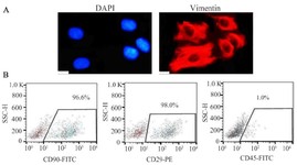 Figure 1. Immunophenotyping of ESCs isolated from eutopic endometriotic and non-endometriotic endometrial samples, A) immunofluorescence staining of both endometriotic and healthy ESCs, exhibiting the expression of vimentin as a stromal marker, B) flow cytometry analysis of CD90, CD29, CD45 in ESCs. Data are presented as mean&plusmn;SD