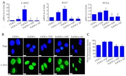 Figure 5. The effect of Asp/AE on proliferation capacity of EuESCs, A) the downregulated levels of proliferative genes; C-MYC, KI67 and PCNA, in untreated EuESCs and those treated with Asp/AE were measured by quantitative polymerase chain reaction (qPCR), B) immunofluorescence assessment of C-MYC protein expression in endometrial cells of all five groups and, C) respective semiquantitative analysis of C-MYC protein levels, indicating reduced proliferative capacity of EuESCs after treatment with Asp or AE. Data are presented as mean&plusmn;SD. 
* Significant difference with the control, # Significant difference with the untreated group (p&le;0.01), magnification&times;400