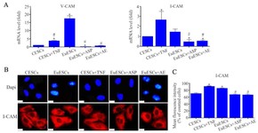 Figure 6. Adhesion analysis of CESCs and EuESCs before and after treatment with Asp or AE at gene, A) and protein, B) expression levels, C) the chart for I-CAM protein expression revealed the overexpression and adhesion capacity of EuESCs and CESCs treated with TNF-&alpha;. As expected, treatment with Asp or AE reduced this activity even lower than the control. Data are presented as mean&plusmn;SD. * Significant difference with the control, # Significant difference with the untreated group, (p&le;0.01), magnification&times;400