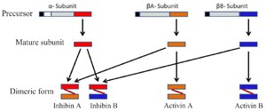 Figure 1. INHA, INHBA, and INHBB produce precursor form of proteins containing N-terminal signal peptide (Black), a propeptide (Gray), and a subunit chain (Red, orange, and blue). These subunits dimerize by disulfide bond to form functional protein