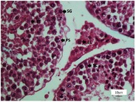 Figure 6. Photomicrograph of the testis stained with H&amp;E, 40X. SG (spermatogonia), PS (primary spermatocyte), ST (round spermatid), SC (sertoli cell), and LC (leydig cell)
