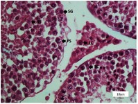 Figure 6. Photomicrograph of the testis stained with H&amp;E, 40X. SG (spermatogonia), PS (primary spermatocyte), ST (round spermatid), SC (sertoli cell), and LC (leydig cell)
