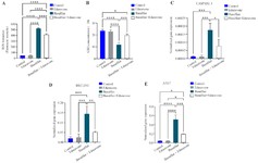 Figure 7. The effect of edaravone on reactive oxygen species (ROS) production, glutathione (GSH) levels, and mRNA expression levels of caspase-3, Beclin-1, and ATG-7 in testis of busulfan-induced mice. Mean&plusmn;SD of the ROS production, GPX activity, and mRNA expression levels of caspase-3, Beclin-1, and ATG-7 in the study groups (* p&lt;0.05, ** p&lt;0.01, *** p&lt;0.001 and **** p&lt;0.0001)
