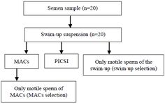 Figure 1. Flowchart of the design of study.&nbsp; MACS: Magnetic-activated cell sorting, PISCI: Physiological intracytoplasmic sperm injection
