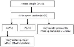 Figure 1. Flowchart of the design of study.&nbsp; MACS: Magnetic-activated cell sorting, PISCI: Physiological intracytoplasmic sperm injection
