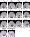 Figure 2. Embryonic development events