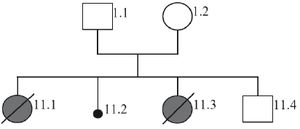 Figure 1. The pedigree analysis of the family