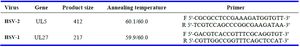 Table 1. HSV-1 and HSV-2 type-specific primers