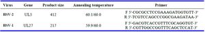 Table 1. HSV-1 and HSV-2 type-specific primers