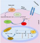 Figure 1. The role of L-carnitine in sperm metabolism (CPT1: carnitine palmitoyltransferase 1, CPT2: carnitine palmitoyltransferase 2)
