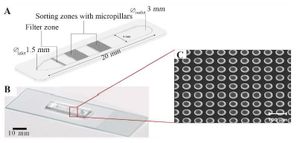 Figure 1. Microfluidic chip model (A) micropillar pattern within the microchannel with three zones, including staggered arrangement and aligned arrangement of circular columns; (B) the actual image of the microfluidic device; and (C) micropillar arrays observed using scanning electron microscopy
