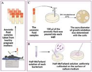 Figure 1. A summary of the test method is shown in this figure: part A depicts the collection of amniotic fluid during a cesarean delivery, part B depicts the preparation of the McFarland solution of each bacterial strain under study, as well as the culture of each bacterial strain and, part C demonstrates how to make wells and fill them with amniotic fluid
