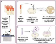 Figure 1. A summary of the test method is shown in this figure: part A depicts the collection of amniotic fluid during a cesarean delivery, part B depicts the preparation of the McFarland solution of each bacterial strain under study, as well as the culture of each bacterial strain and, part C demonstrates how to make wells and fill them with amniotic fluid
