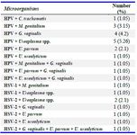 Table 4. Frequency of co-existence of tested bacteria and viruses in infertile specimens


genitalium: Mycoplasma genitalium, U. parvum: Ureaplasma par-vum, U. urealyticum: Ureaplasma urealyticum, C. trachomatis: Chlamydia trachomatis, G. vaginalis: Gardnerella vaginalis, HPV: human papillomavirus, HSV-1: human herpesvirus-1, HSV-2: human herpesvirus-2

