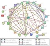 Figure 1. The protein-protein interaction network of Sox2 with other genes in the mouse using STRING database. The online database shows the network and connections of Sox2 during spermatogenesis
