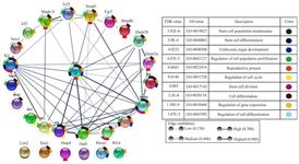 Figure 2. Networks of protein-protein interactions (PPIs) of Sox2 were constructed using the Cytoscape app. This app performed a simultaneous analysis of multiple protein networks with Sox2. This network shows the roles of proteins that interact with Sox2 in spermatogenesis and other activities in stem cell proliferation, development, and specialization. The network of Sox2 with other genes in spermatogenesis and their function are also shown