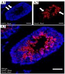 Figure 3. The pattern of Sox2 expression by confocal scanning UV‐laser microscope. A1) the DAPI (blue for 4', 6-diamidino-2-phenylindole) staining shows the nuclear cells, A2) the expression of Sox2 in seminiferous tubules, and A3) Merged images (scale bar 50 &mu;m)