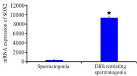 Figure 5. The mRNA expression of Sox2 in differentiated and undifferentiated spermatogonia. The Sox2 expression is significant (p&lt;0.05) under in vitro conditions