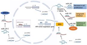 Figure 3. A diagram of the epigenetic processes that are known to be involved in microRNAs formation: DNA methylation and RNA-associated silencing are outlined for the microRNAs implicated in epigenetic regulation in EC
