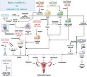 Figure 4. The figure illustrates a concise image of a complex microRNA network and its role in the progression and amelioration of EC with a detailed representation&nbsp;of signalling pathways, proteins, and genes involved
