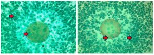Figure 2. Comparison of cyclin B expression images in the oocyte. (Left) control group (T0); (Right) treatment group (T1). The red arrow indicates the presence of cyclin B expression in oocytes characterized by brown chromogen in the cytoplasm and cell nucleus. ICC. Original magnification at x1000
