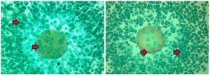 Figure 2. Comparison of cyclin B expression images in the oocyte. (Left) control group (T0); (Right) treatment group (T1). The red arrow indicates the presence of cyclin B expression in oocytes characterized by brown chromogen in the cytoplasm and cell nucleus. ICC. Original magnification at x1000
