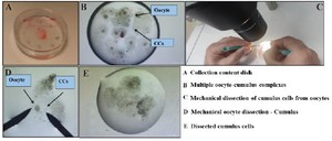 Figure 1. The steps of isolating the oocyte-cumulus complex from ovarian aspirate samples