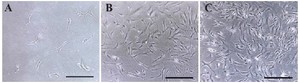 Figure 1. Morphological changes in Sertoli cells during in vitro culture. A) Sertoli cells after 1 week, sparse distribution with irregular morphology and granular appearance; B) Sertoli cells after 3 weeks, formation of a confluent monolayer with enhanced intercellular connections; and C) two months after culture. Scale bars in A-C&thinsp;=&thinsp;200 &mu;m
