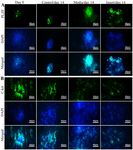Figure 3. Immunocytochemical analysis of mouse SSCs. Colonies from all groups were examined at the start of culture (day 0) and after two weeks (day 14). Proliferative cells were identified using Plzf (green, A), differentiated cells using c-kit (green, B), and nuclei were counterstained with DAPI (blue). Scale bar = 40 &micro;m