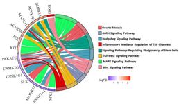 Figure 4. Chord plot of enriched KEGG pathways for 34 DEG kinases in teratozoospermia versus normozoospermia. Genes (outer ring) link to pathways (inner ring) by ribbon thickness (gene count) and color: red (oocyte meiosis), blue (GnRH signaling), cyan (Hedgehog), dark red (TRP regulation), green (stem cell pluripotency), yellow (TGF-&beta;), light green (MAPK), and pink (Wnt). LogFC gradient (blue: down; red: up) highlights key kinases like ROR1 (up in Wnt) and STK39 (down in MAPK), revealing signaling disruptions in sperm defects